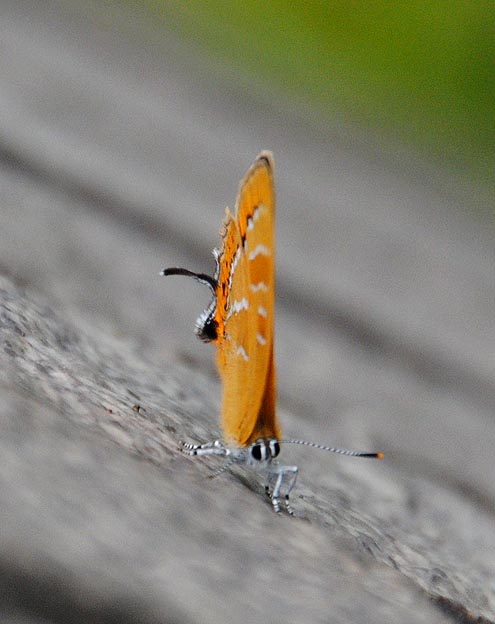 緑のセンターのアカシジミ