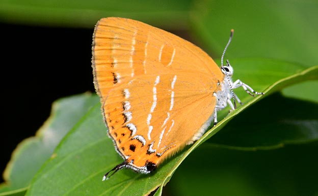 アカシジミの写真