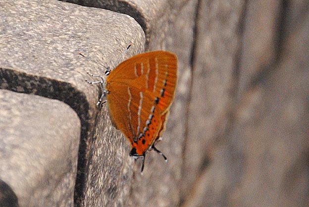 緑のセンターのアカシジミ