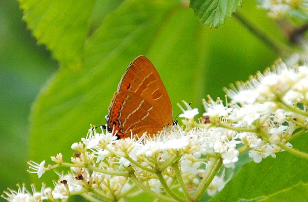 ガマズミの花に来たアカシジミ