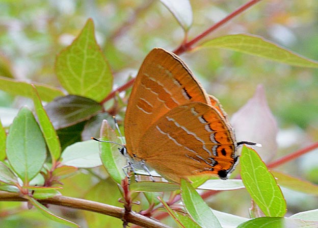 アカシジミの写真