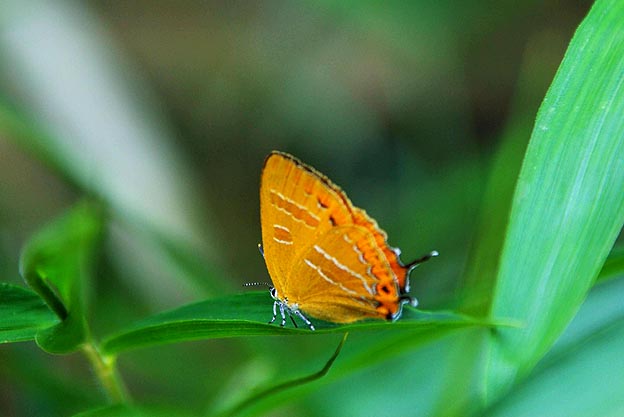 アカシジミの写真