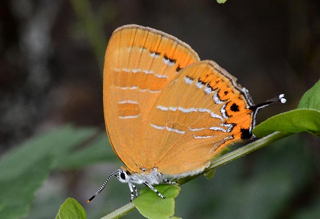 アカシジミの写真