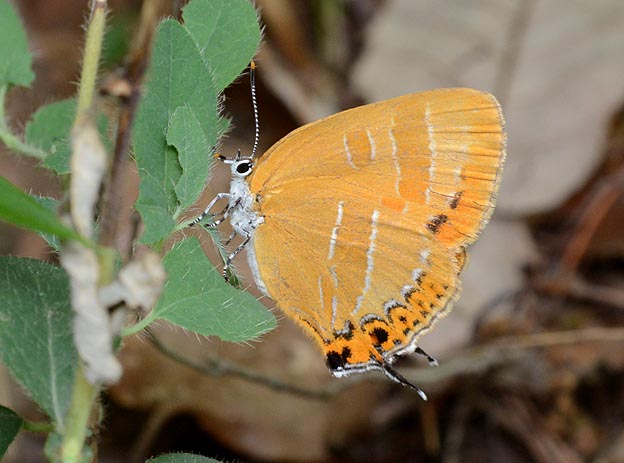 アカシジミの写真