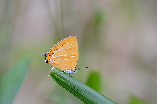 笹にとまったアカシジミ