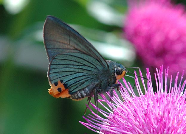 ノアザミで吸蜜するアオバセセリ