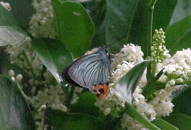 八重山のアオバセセリ