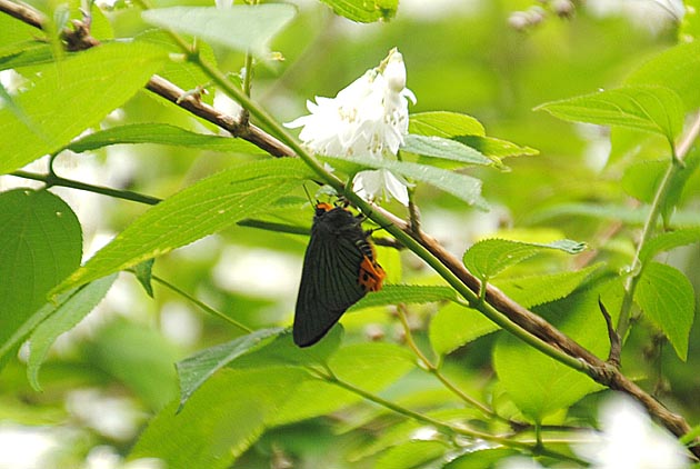 箕面市のアオバセセリ