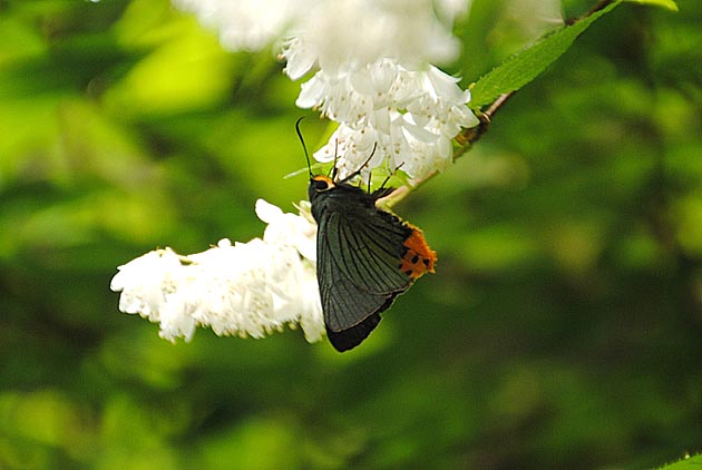 箕面市のアオバセセリ