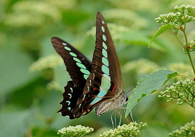 ノブドウで吸蜜中のアオスジアゲハ