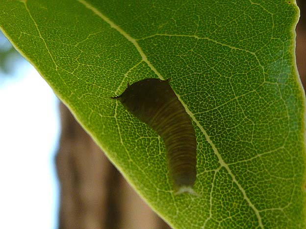 アオスジアゲハの若齢幼虫