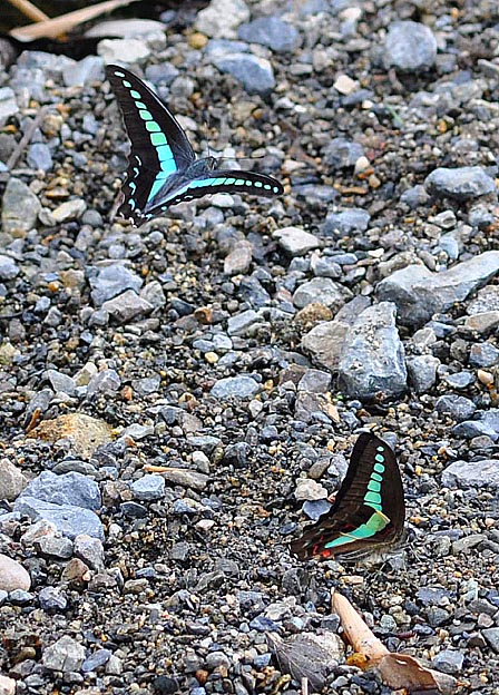 河原に降りた2ひきのアオスジアゲハ