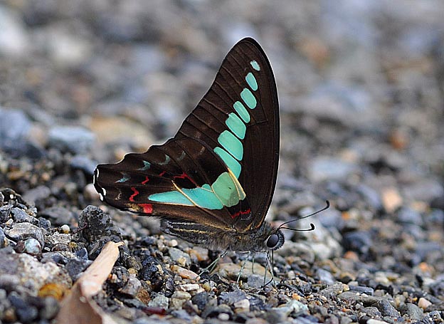 吸水するアオスジアゲハ