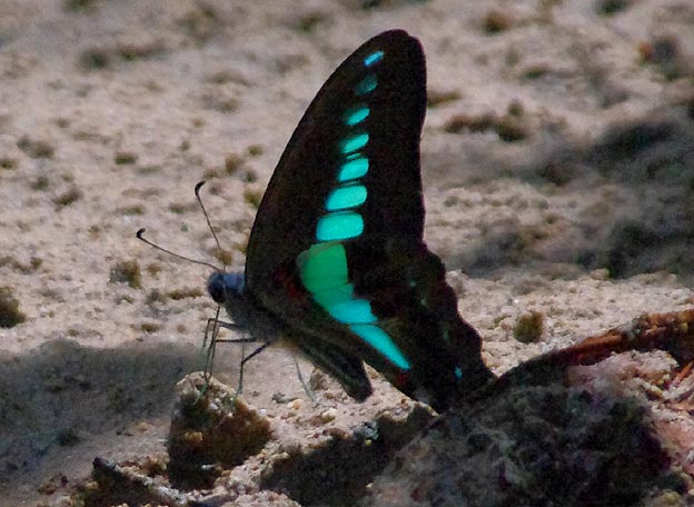 吸水する石垣島のアオスジアゲハ
