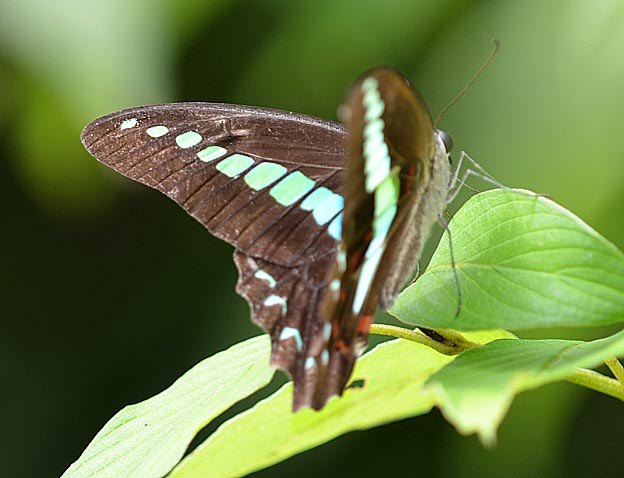 葉に止まって休息するアオスジアゲハ
