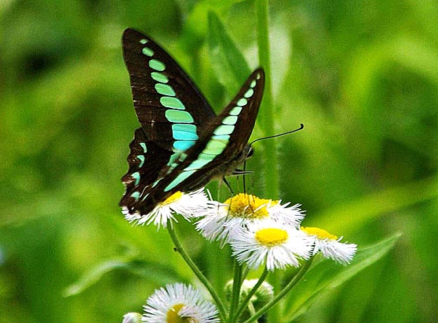 ハルジオンで吸蜜するアオスジアゲハ