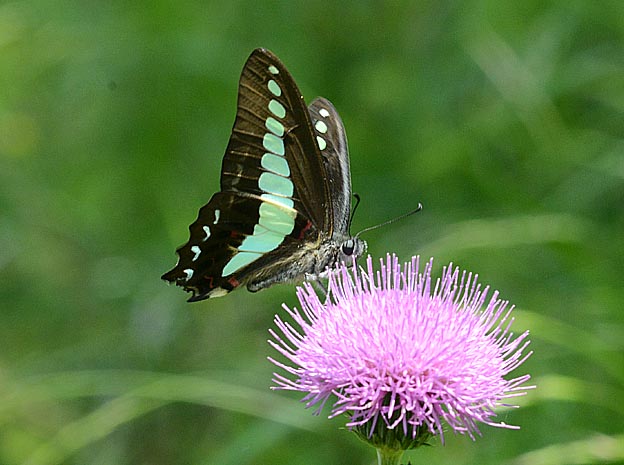 ノアザミに吸蜜に来たアオスジアゲハ