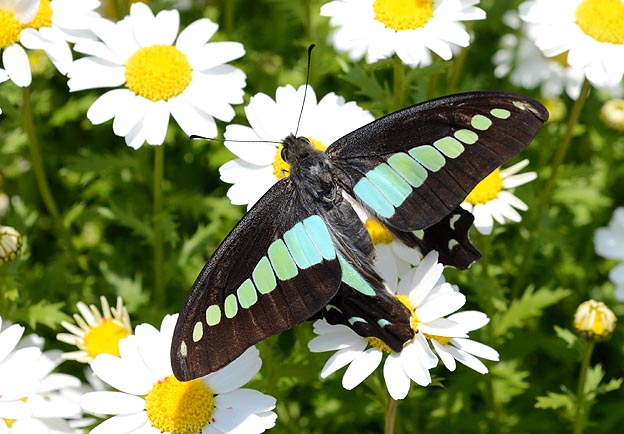 初見のアオスジアゲハ