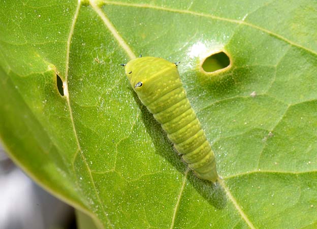 アオスジアゲハの4齢？幼虫