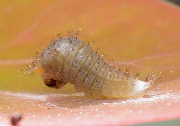 アオスジアゲハの1齢幼虫