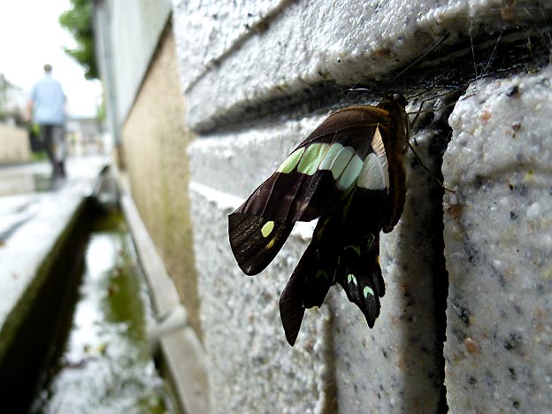 羽化不良のアオスジアゲハ