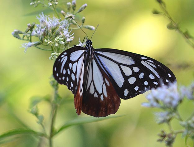 渡りが始まったアサギマダラ