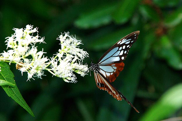 2012年秋のアサギマダラ
