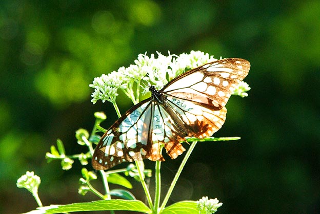 マーキングされたばかりのアサギマダラ