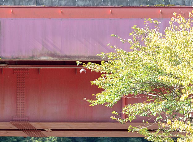 移動するアサギマダラ