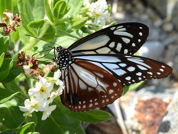 スナビキソウで吸蜜するアサギマダラ