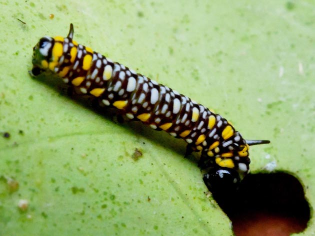 アサギマダラの若齢幼虫