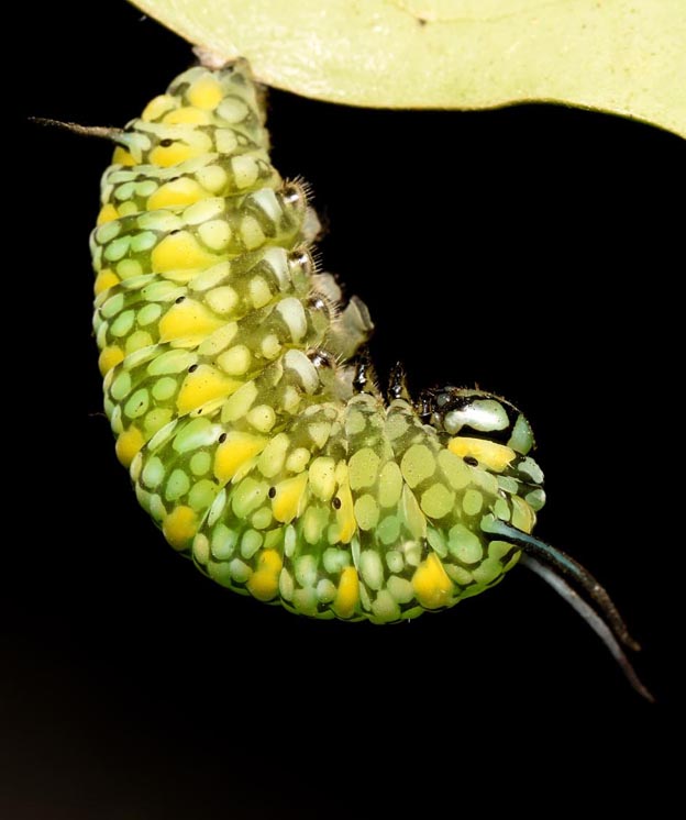 前蛹のアサギマダラ