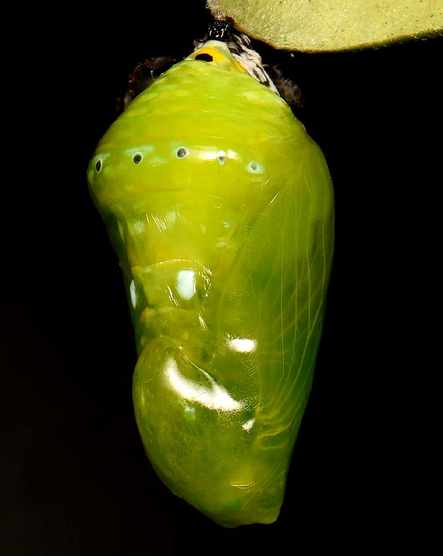 蛹化直後のアサギマダラの蛹