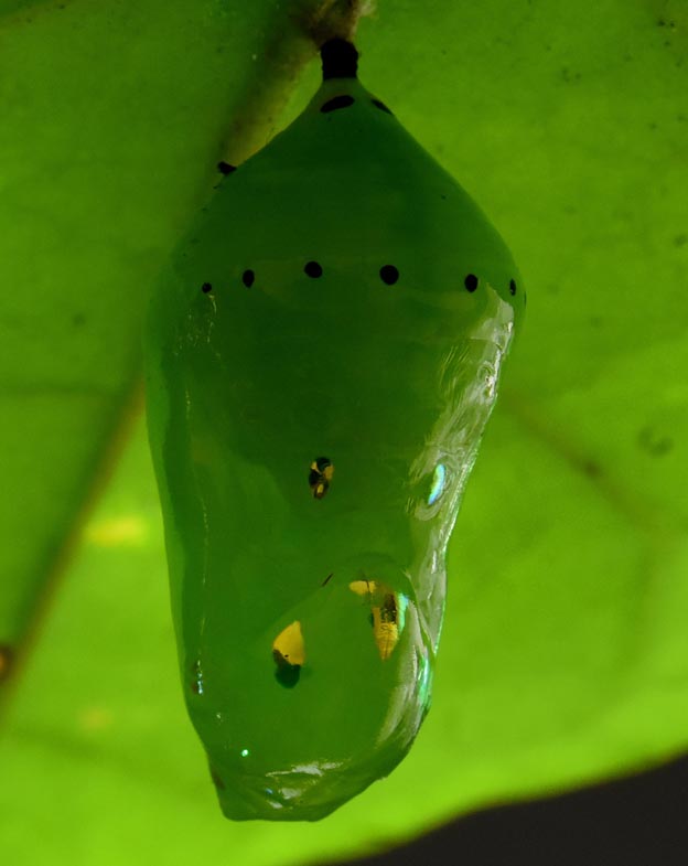 アサギマダラの蛹