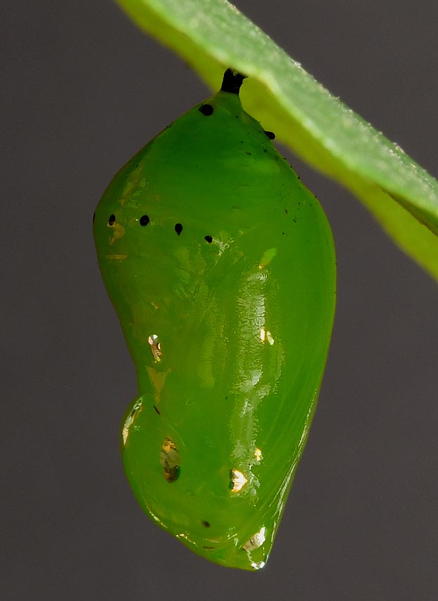 アサギマダラの蛹