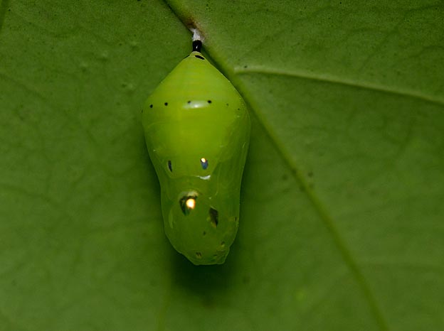 自然状態でのアサギマダラの蛹