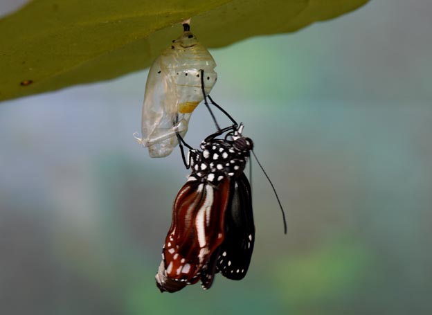 アサギマダラの羽化の写真
