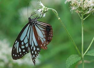 アサギマダラの吸蜜