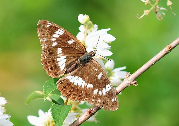 ウツギで吸蜜するアサマイチモンジ