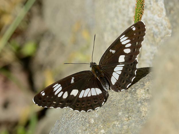アサマイチモンジの写真