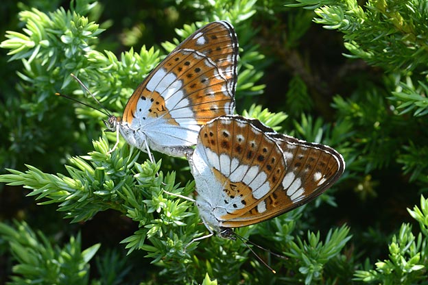 交尾中のアサマイチモンジ