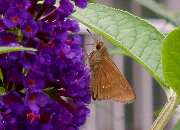 ブットレアに来たチャバネセセリ