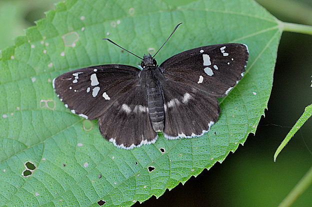 葉上のダイミョウセセリ