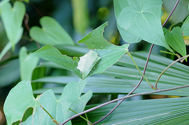 ダイミョウセセリの巣