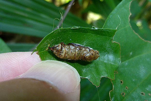 ダイミョウセセリの蛹の殻