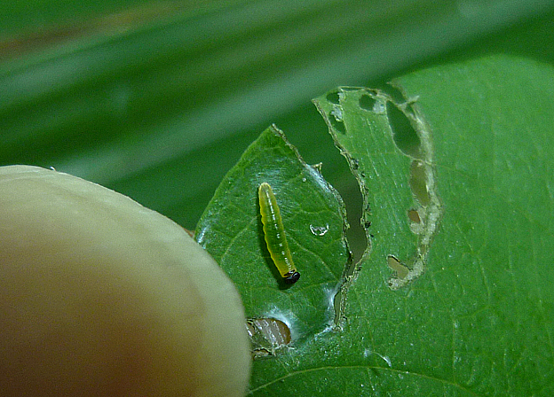 ダイミョウセセリの若齢幼虫
