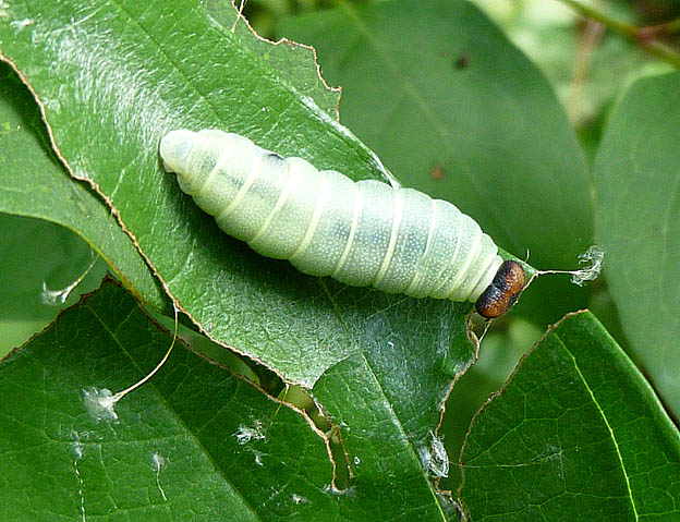 ダイミョウセセリの終齢幼虫