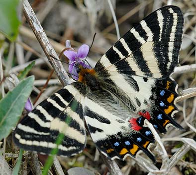 ギフチョウの吸蜜の写真:スミレ