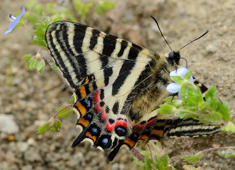 オオイヌノフグリで吸蜜するギフチョウ