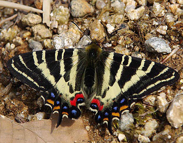 大和葛城のギフチョウ